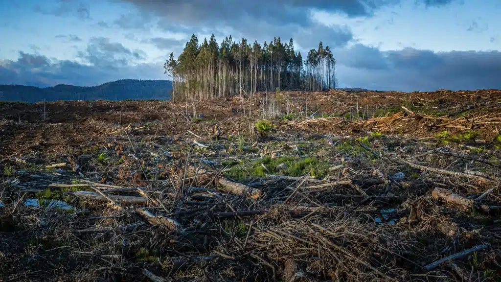 abgeholzter Wald stärkt Klimawandel