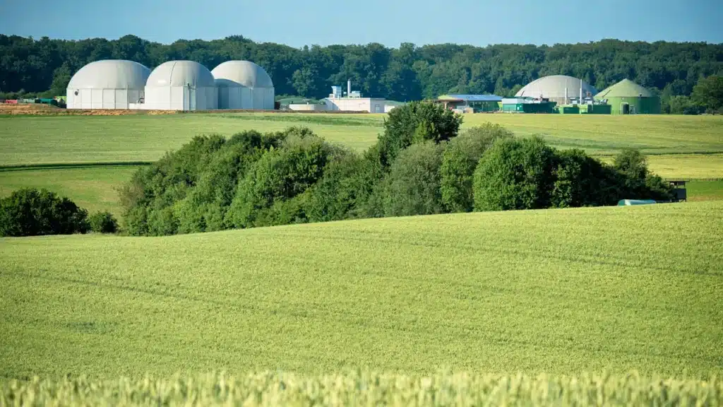 Waldstück, Feld mit Bäumen