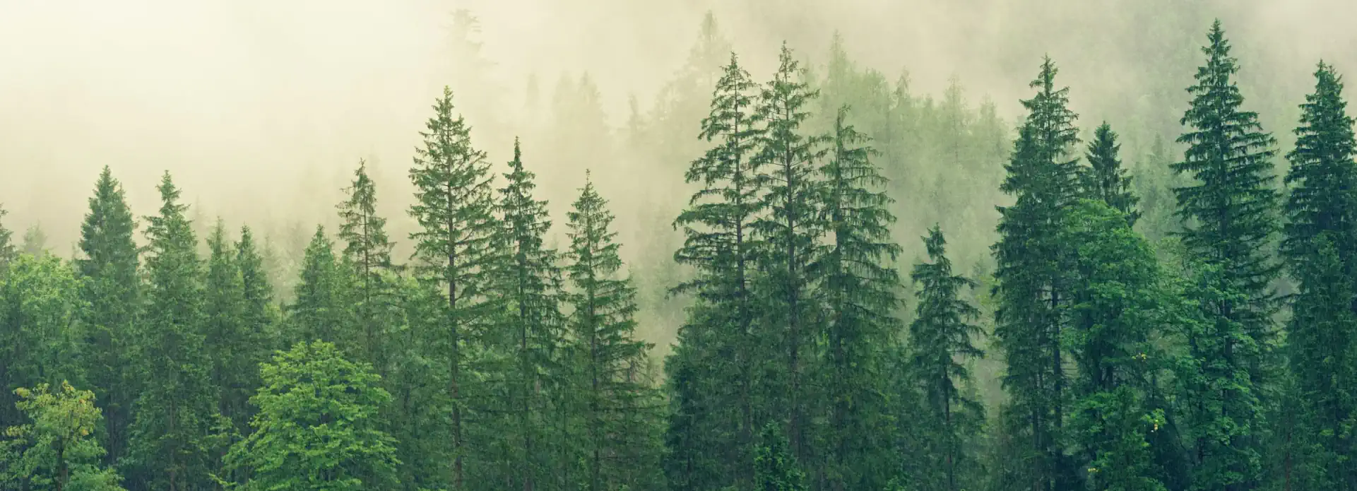 Nachhaltige Geldanlagen, Wald