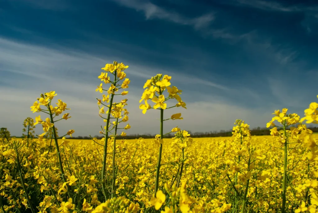 Geschichte Bioenergie