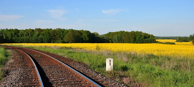 Rapsfeld neben Schiene