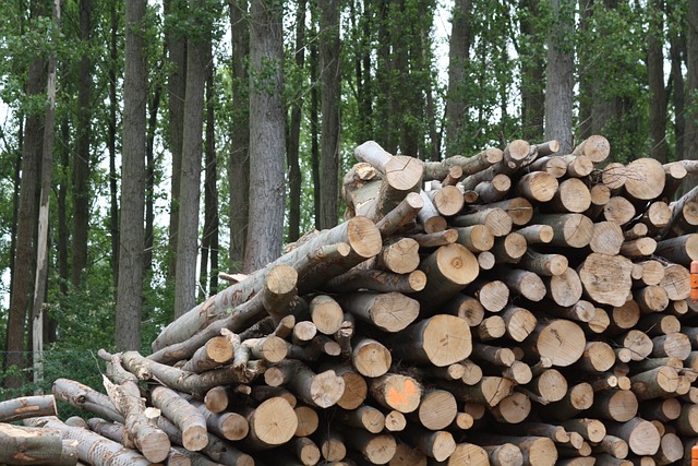 Holz als Biomasse