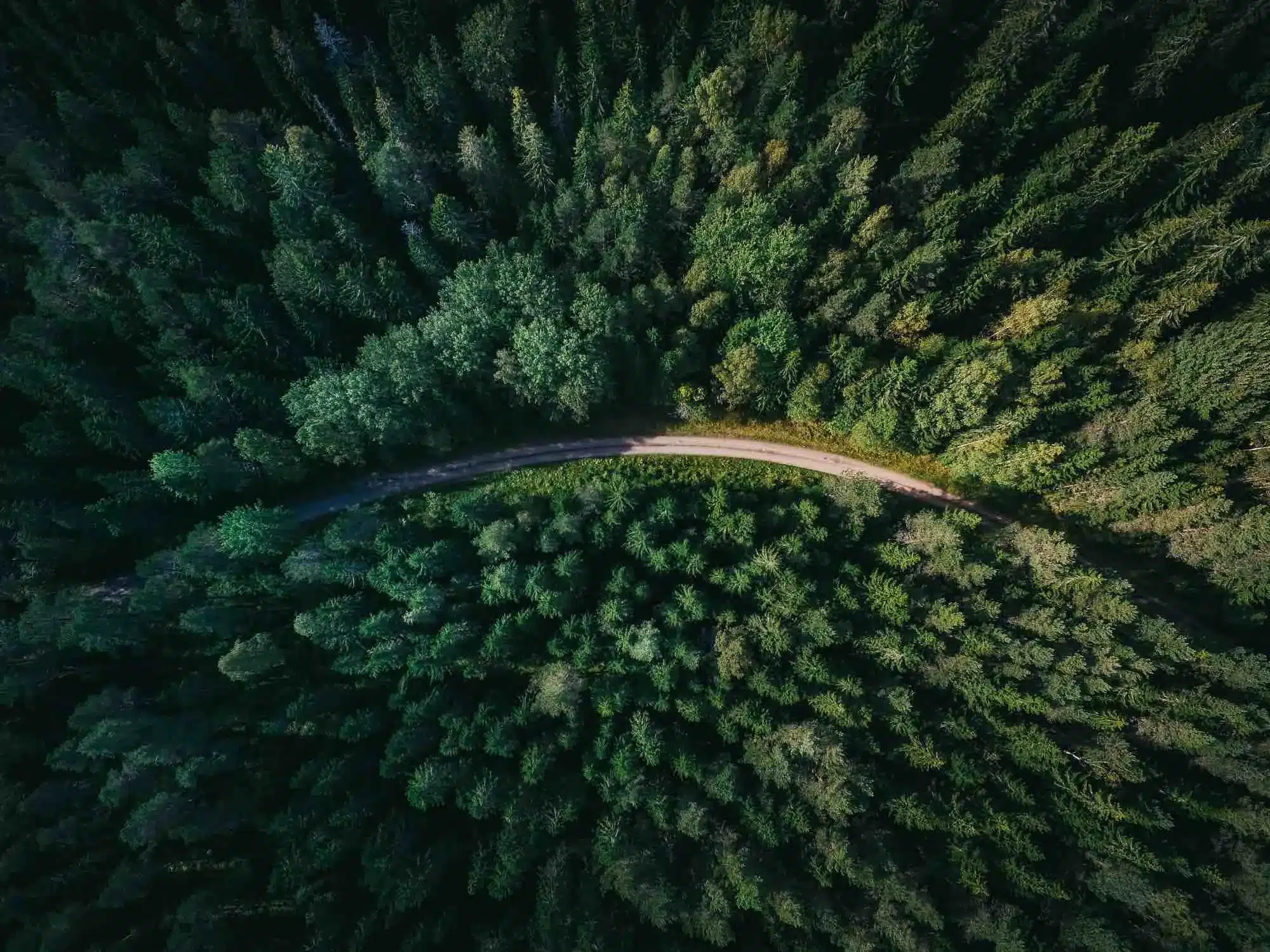 Wald von oben