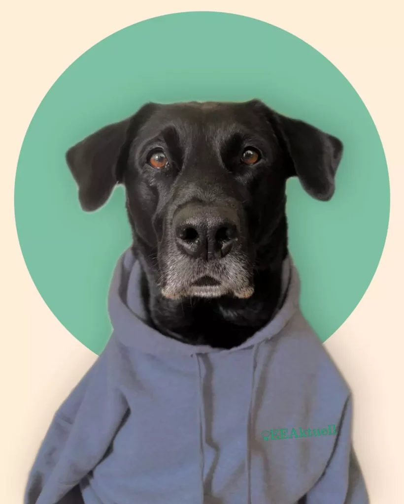 Ein schwarzer Hund in einem grauen Kapuzenpulli sitzt vor einem hellbeigen Hintergrund mit einem grünen Kreis hinter seinem Kopf und verweist spielerisch und porträtartig auf Erneuerbare Energien und umweltfreundliche Energien.