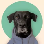 Ein schwarzer Hund in einem grauen Kapuzenpulli sitzt vor einem hellbeigen Hintergrund mit einem grünen Kreis hinter seinem Kopf und verweist spielerisch und porträtartig auf Erneuerbare Energien und umweltfreundliche Energien.