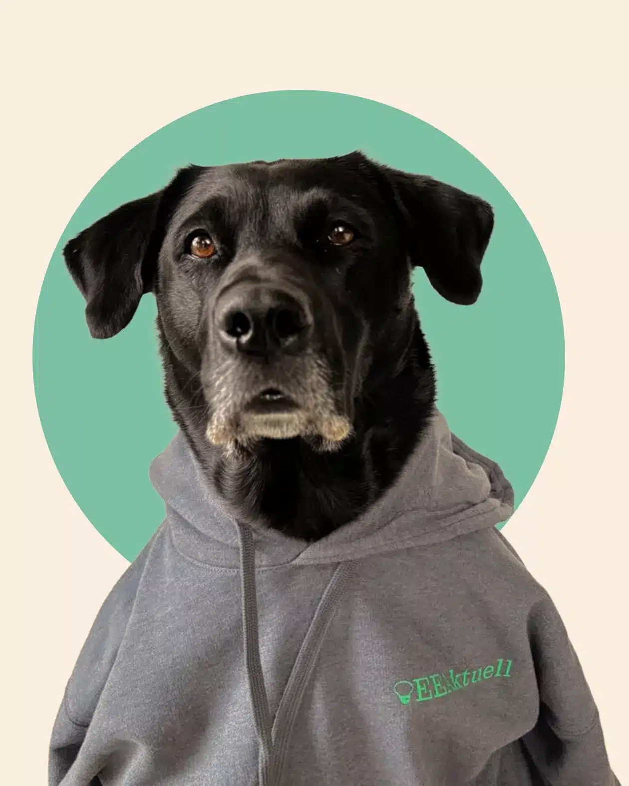 Ein schwarzer Hund, der einen grauen Kapuzenpulli mit grüner Aufschrift trägt, sitzt vor einem grünen Kreis auf beigem Hintergrund und schaut aufmerksam in die Kamera - eine stilvolle Anspielung auf Erneuerbare Energien.