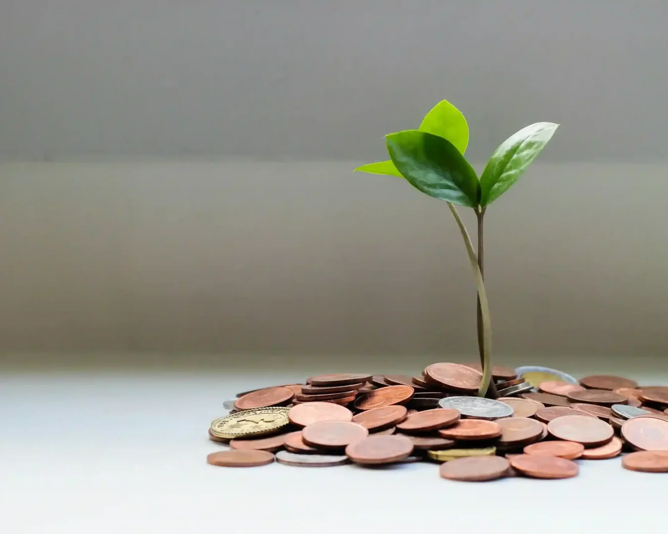 Eine kleine grüne Pflanze wächst aus einem Haufen verschiedener Münzen auf einer weißen Fläche und veranschaulicht finanzielles Wachstum oder Investitionen - perfekt für Diskussionen über Energiegenossenschaften vs. nachhaltige Geldanlagen.